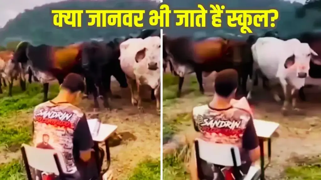 Unique video of 'attendance' of cows goes viral, creates stir on internet after seeing the intelligence of animals