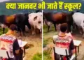 Unique video of 'attendance' of cows goes viral, creates stir on internet after seeing the intelligence of animals