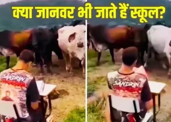 Unique video of 'attendance' of cows goes viral, creates stir on internet after seeing the intelligence of animals