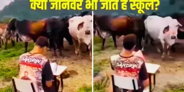 Unique video of 'attendance' of cows goes viral, creates stir on internet after seeing the intelligence of animals