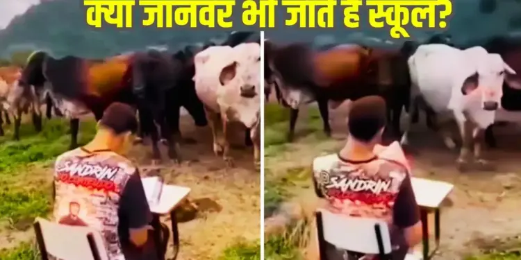 Unique video of 'attendance' of cows goes viral, creates stir on internet after seeing the intelligence of animals