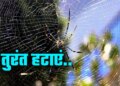 Vastu Tips: Spider webs are becoming a cause of trouble in the corners of the house, remove them immediately otherwise big loss may occur.