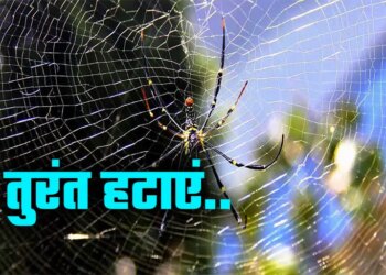 Vastu Tips: Spider webs are becoming a cause of trouble in the corners of the house, remove them immediately otherwise big loss may occur.