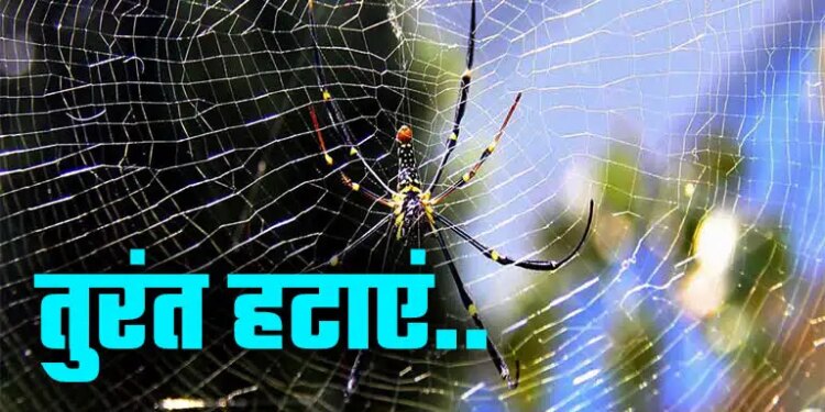 Vastu Tips: Spider webs are becoming a cause of trouble in the corners of the house, remove them immediately otherwise big loss may occur.