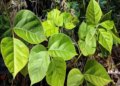 Vidarikand is a herb that cools the body from within in summer, effective in increasing stamina.