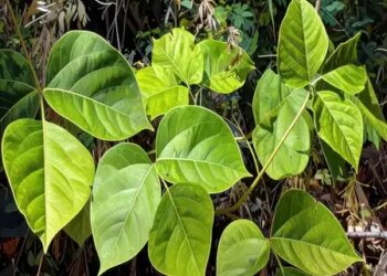 Vidarikand is a herb that cools the body from within in summer, effective in increasing stamina.
