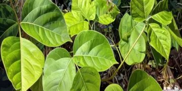 Vidarikand is a herb that cools the body from within in summer, effective in increasing stamina.