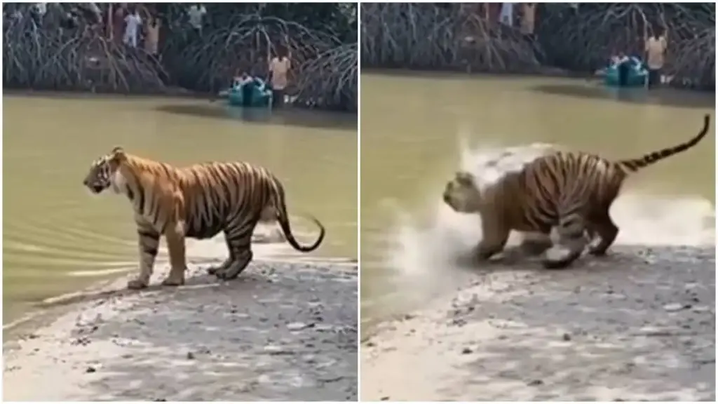 Video of Bagh Aur Magarmach: Messing with a tiger in the forest cost the crocodile a lot, the consequences are such that you can't even imagine.