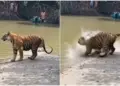 Video of Bagh Aur Magarmach: Messing with a tiger in the forest cost the crocodile a lot, the consequences are such that you can't even imagine.