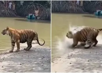 Video of Bagh Aur Magarmach: Messing with a tiger in the forest cost the crocodile a lot, the consequences are such that you can't even imagine.