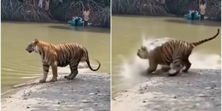 Video of Bagh Aur Magarmach: Messing with a tiger in the forest cost the crocodile a lot, the consequences are such that you can't even imagine.