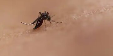 Vietnam warns about increasing cases of dengue fever