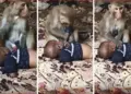 Viral Video: Monkey considered 3-month-old baby as his own child, kept loving like humans for 90 minutes