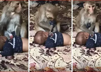 Viral Video: Monkey considered 3-month-old baby as his own child, kept loving like humans for 90 minutes