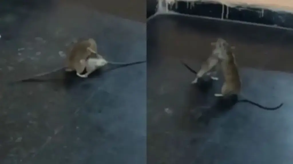 📰 “WWE fight of rats” viral on social media, users laughed after watching the video