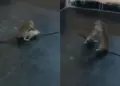 📰 “WWE fight of rats” viral on social media, users laughed after watching the video