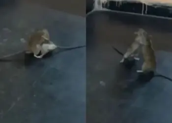 📰 “WWE fight of rats” viral on social media, users laughed after watching the video