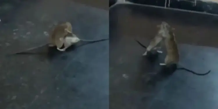 📰 “WWE fight of rats” viral on social media, users laughed after watching the video