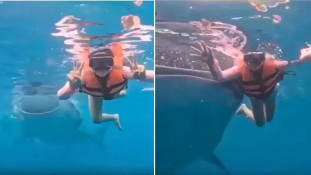 Whale shark's entry during underwater photoshoot, unique moment with woman goes viral