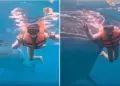 Whale shark's entry during underwater photoshoot, unique moment with woman goes viral