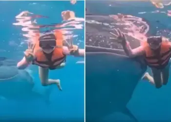 Whale shark's entry during underwater photoshoot, unique moment with woman goes viral