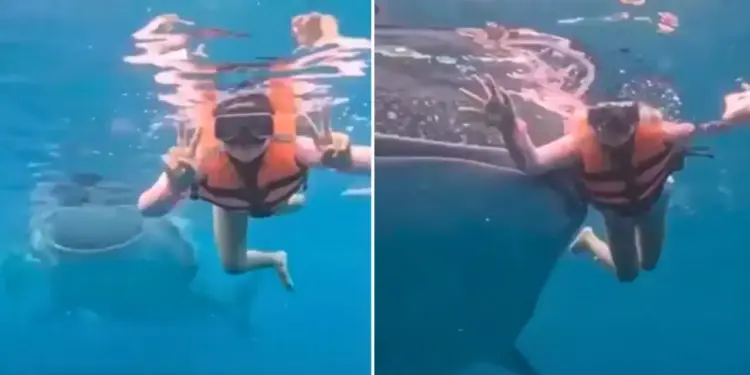 Whale shark's entry during underwater photoshoot, unique moment with woman goes viral