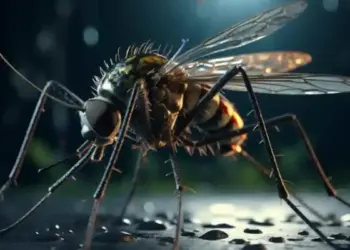 World Malaria Day 2026: Why does the effect of Malaria intensify at night? Know the early signs, dangers and ways to avoid them