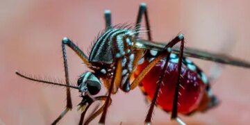 World Malaria Day: 'Now We Can…Now We Must' Eradicate Malaria