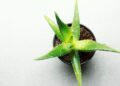 ≡ 7 Herbs to Moisturize Skin Naturally 》 Her Beauty