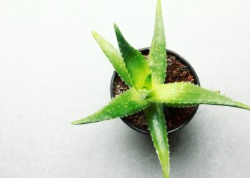≡ 7 Herbs to Moisturize Skin Naturally 》 Her Beauty