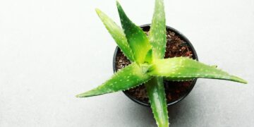 ≡ 7 Herbs to Moisturize Skin Naturally 》 Her Beauty