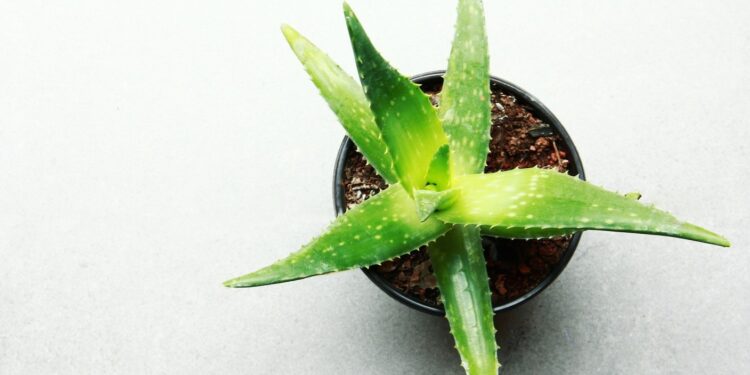 ≡ 7 Herbs to Moisturize Skin Naturally 》 Her Beauty