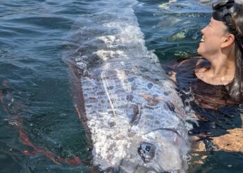 ≡ Mysterious 'Dooms Day Fish' seen in America, does it really bring a sign of destruction? ➤ Brain Berries