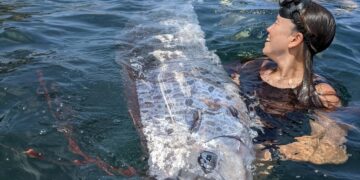 ≡ Mysterious 'Dooms Day Fish' seen in America, does it really bring a sign of destruction? ➤ Brain Berries