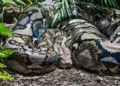 ≡ What would a person experience if he was attacked by an Anaconda? ➤ Brain Berries
