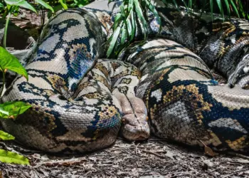 ≡ What would a person experience if he was attacked by an Anaconda? ➤ Brain Berries