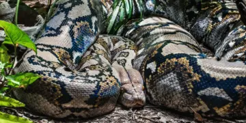 ≡ What would a person experience if he was attacked by an Anaconda? ➤ Brain Berries
