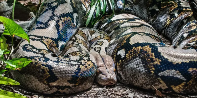 ≡ What would a person experience if he was attacked by an Anaconda? ➤ Brain Berries