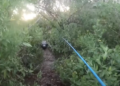 ≡ When common people became victims of the forest! 5 shocking encounters caught on camera – you won't forget to watch! ➤ Brain Berries