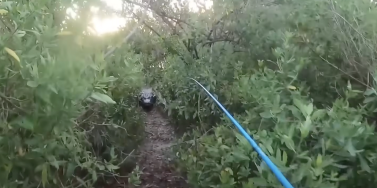 ≡ When common people became victims of the forest! 5 shocking encounters caught on camera – you won't forget to watch! ➤ Brain Berries