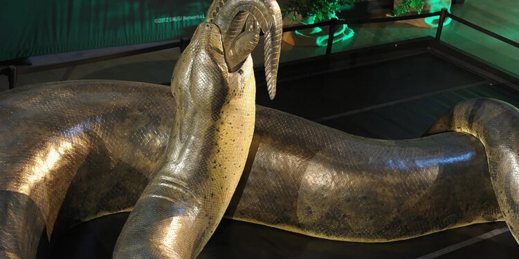≡ Which snake is bigger, Titanoboa or Anaconda? Know the difference between these two! ➤ Brain Berries