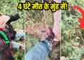 4 hours in the mouth of death, this is how a man saved his life from a hungry tiger, you will tremble after watching the video