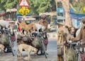 An elderly man was seen carrying 5 homeless dogs on a cart, after watching the video people said - 'This is real humanity'
