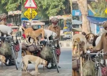 An elderly man was seen carrying 5 homeless dogs on a cart, after watching the video people said - 'This is real humanity'