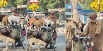 An elderly man was seen carrying 5 homeless dogs on a cart, after watching the video people said - 'This is real humanity'