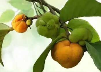 Badhar is beneficial for digestion, skin and hair, nature's treasure, sour and sweet 'fruit'.
