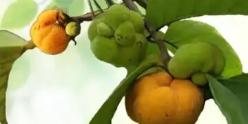 Badhar is beneficial for digestion, skin and hair, nature's treasure, sour and sweet 'fruit'.