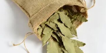 Bay leaf: Along with enhancing taste, it is also a boon for health, know the benefits.