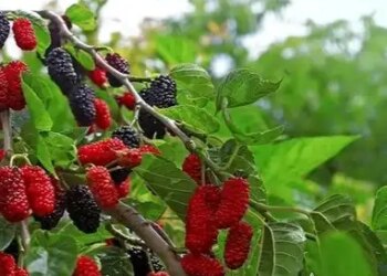 Beneficial from blood sugar to immunity, many medicinal properties are hidden in mulberry leaves.