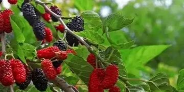 Beneficial from blood sugar to immunity, many medicinal properties are hidden in mulberry leaves.